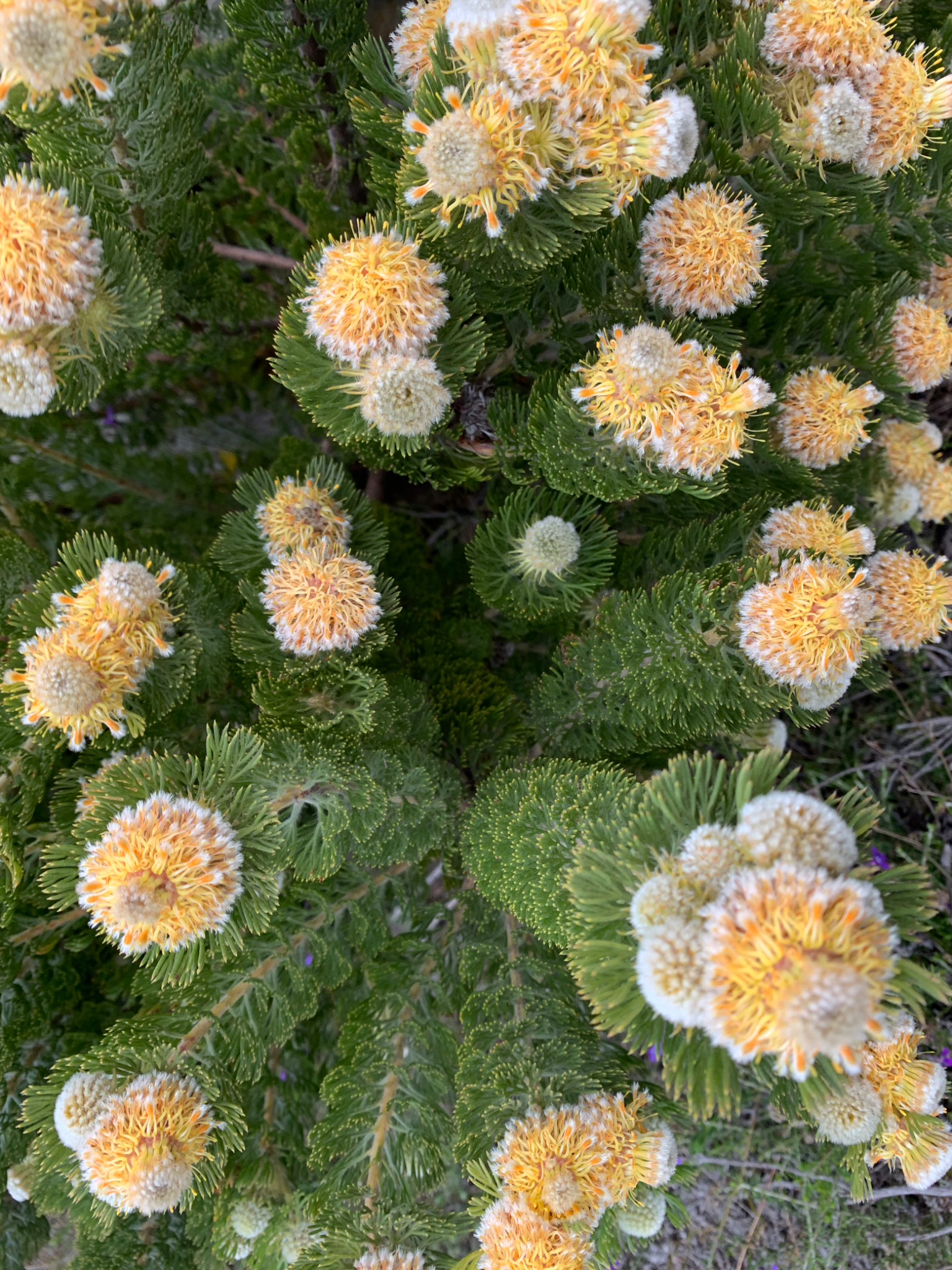 Golden Spiderhead